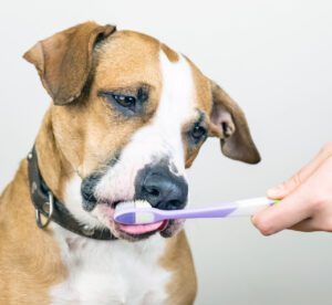 Dog and toothbrush in white background, concept of pets dental hygiene