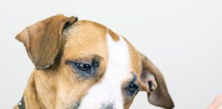 Dog and toothbrush in white background, concept of pets dental hygiene