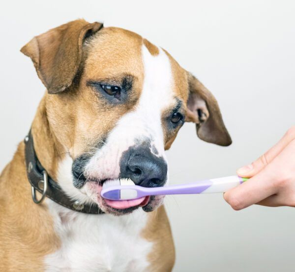 How Often Should You Brush Your Dog's Teeth? Whole Dog Journal