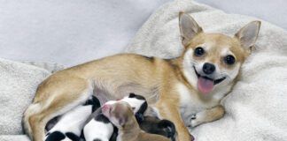 Dog birth