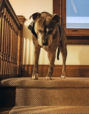 Senior Dog Waiting at Top it Steps for Help