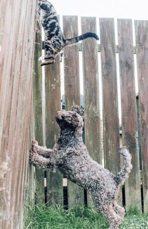 Dog barking at a Cat, cambering up a Garden Fence