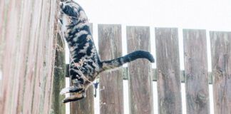 Dog barking at a Cat, cambering up a Garden Fence