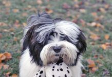 Black and white dog carrying spotted soft dog toy in mouth, on frosty grass covered in Autumn leaves