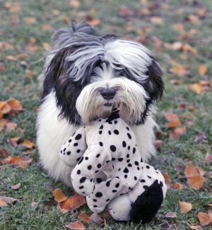 Black and white dog carrying spotted soft dog toy in mouth, on frosty grass covered in Autumn leaves
