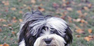 Black and white dog carrying spotted soft dog toy in mouth, on frosty grass covered in Autumn leaves