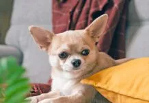 Funny puppy chihuahua lying on couch and pillow under plaid indoors. Cute Little dog home warming under blanket in cold fall autumn winter weather. Pet animal in living room with candle and decor