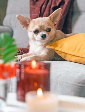 Funny puppy chihuahua lying on couch and pillow under plaid indoors. Cute Little dog home warming under blanket in cold fall autumn winter weather. Pet animal in living room with candle and decor