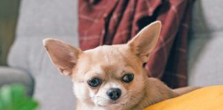 Funny puppy chihuahua lying on couch and pillow under plaid indoors. Cute Little dog home warming under blanket in cold fall autumn winter weather. Pet animal in living room with candle and decor