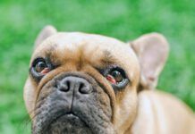 French bulldog with cherry eyes symptom sitting at field.