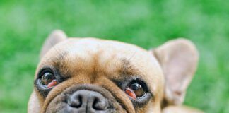 French bulldog with cherry eyes symptom sitting at field.