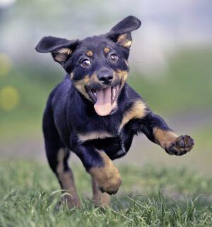 Cheerful puppy runs on the grass
