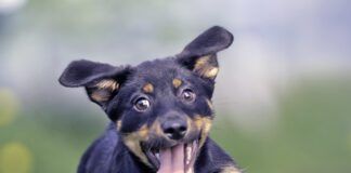 Cheerful puppy runs on the grass