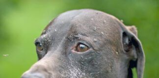 German short haired pointer dog covered in mosquitos