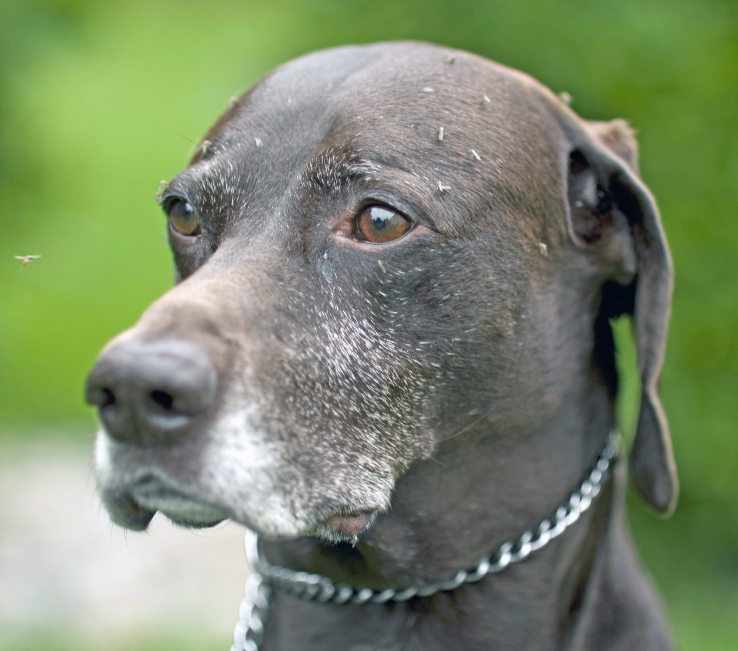 Best flea heartworm prevention for best sale dogs