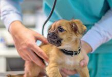 Veterinarian examining cute puppy