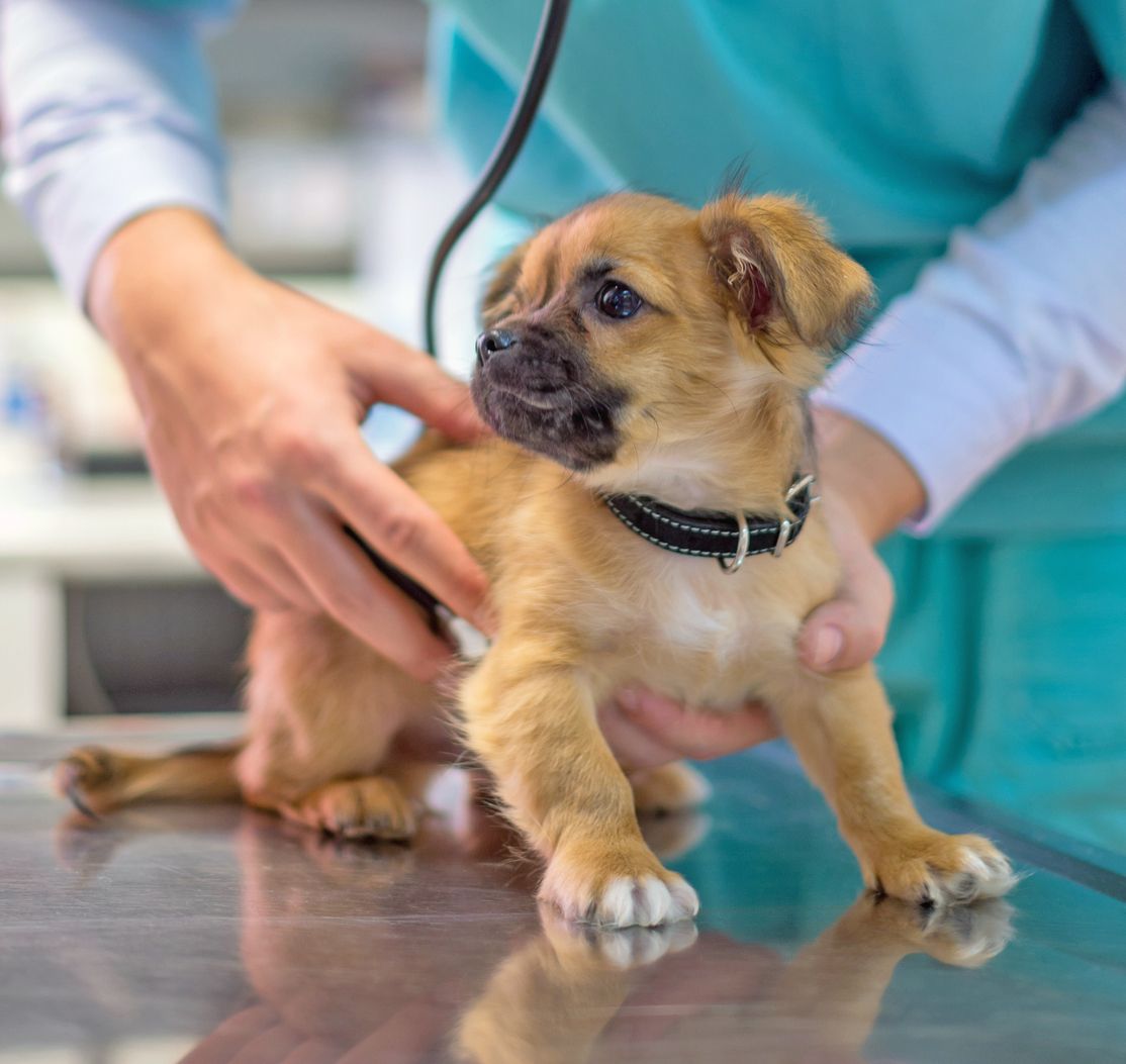 Dog food for heart murmur cheap