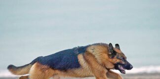 German shepherd, Canis familiaris