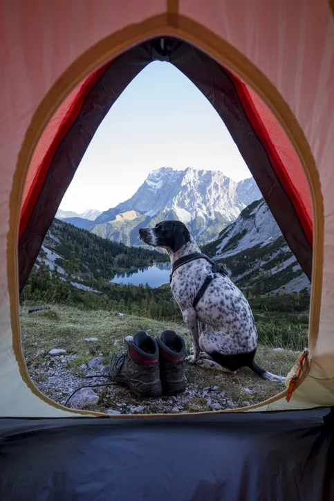 Dog sitting outside pitched tent with Tent Seebensee in background