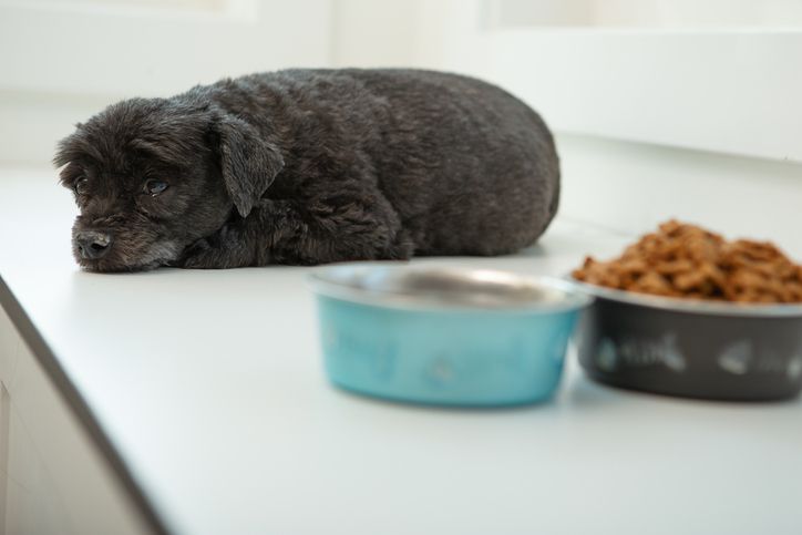 Why Does My Dog Only Eat When I m There Whole Dog Journal