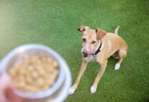 Dog looking at hand holding bowl with dog food