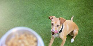 Dog looking at hand holding bowl with dog food