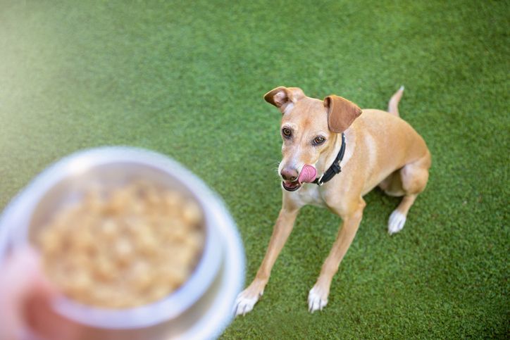 What's the Ideal Feeding Schedule for Dogs? - Whole Dog Journal