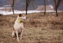 dog winter portrait