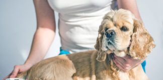 Female with thermometer and cocker spaniel dog