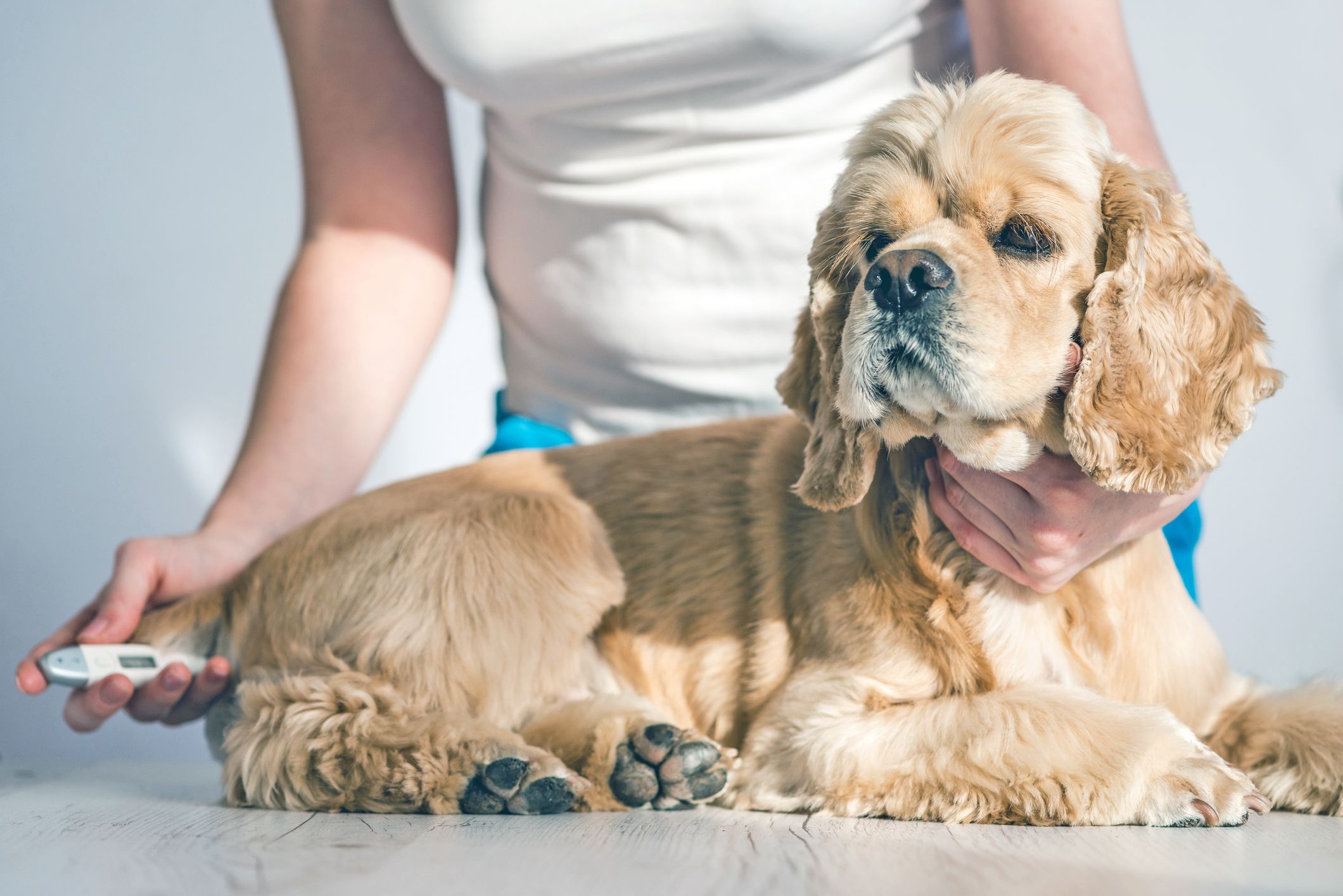 Animal, dog, head, medicine, temperature, thermometer, vet clinic