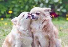 Loving chihuahua dogs