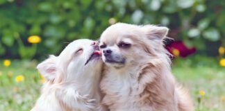 Loving chihuahua dogs