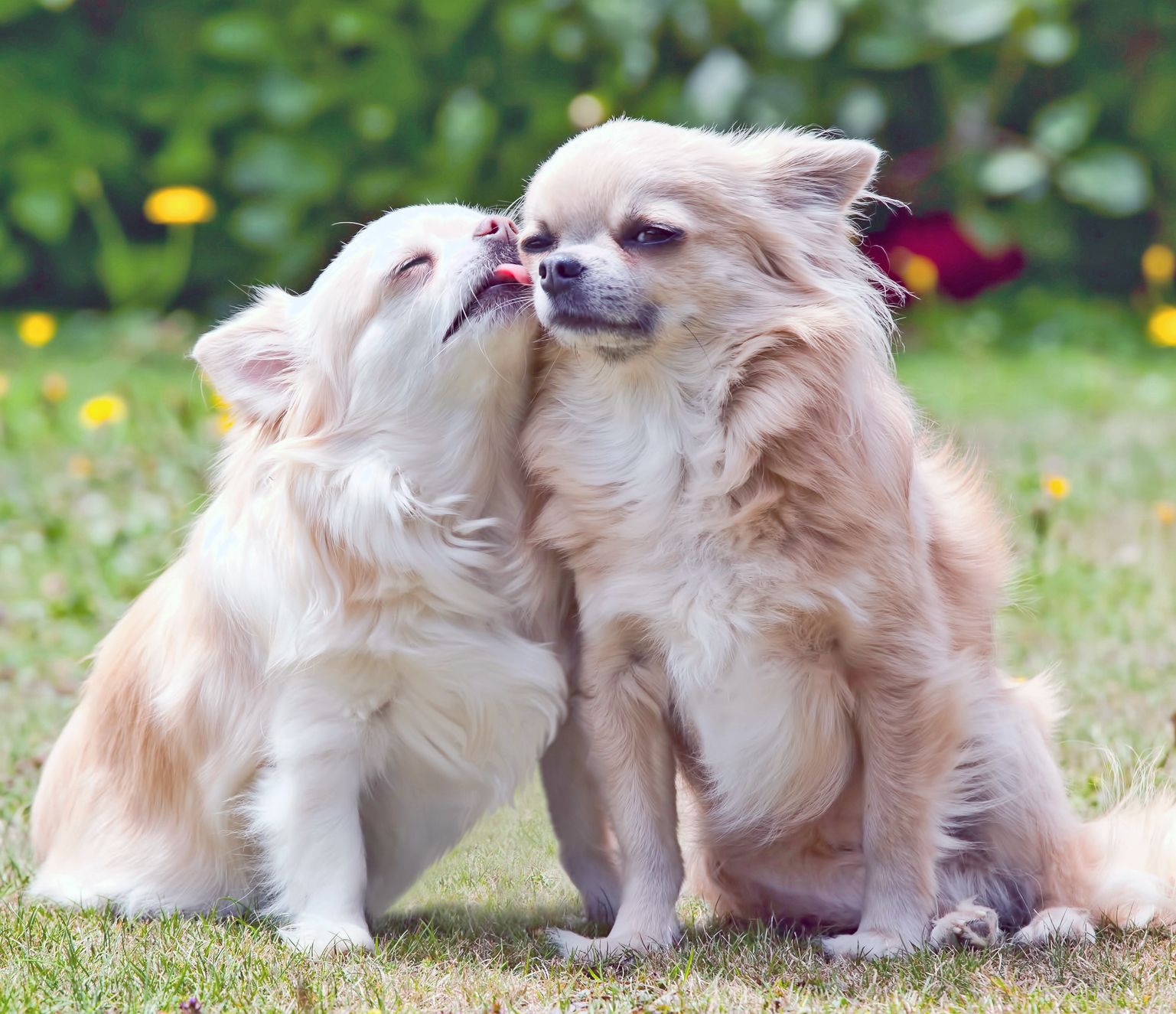 What Are Dog Lick Mats? - Whole Dog Journal