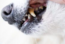 Tooth extraction in dogs is a complex procedure but often the best option for dealing with advanced dental disease.