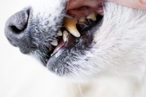 Tooth extraction in dogs is a complex procedure but often the best option for dealing with advanced dental disease.