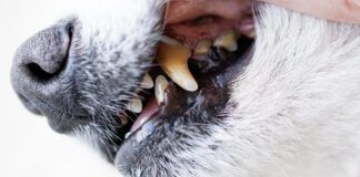 Tooth extraction in dogs is a complex procedure but often the best option for dealing with advanced dental disease.