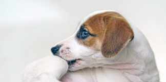 Puppy Jack russell with scratching himself and bite fleas.