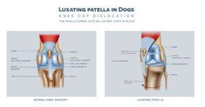 The medial luxating patella in dogs and healthy join