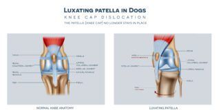 The medial luxating patella in dogs and healthy join