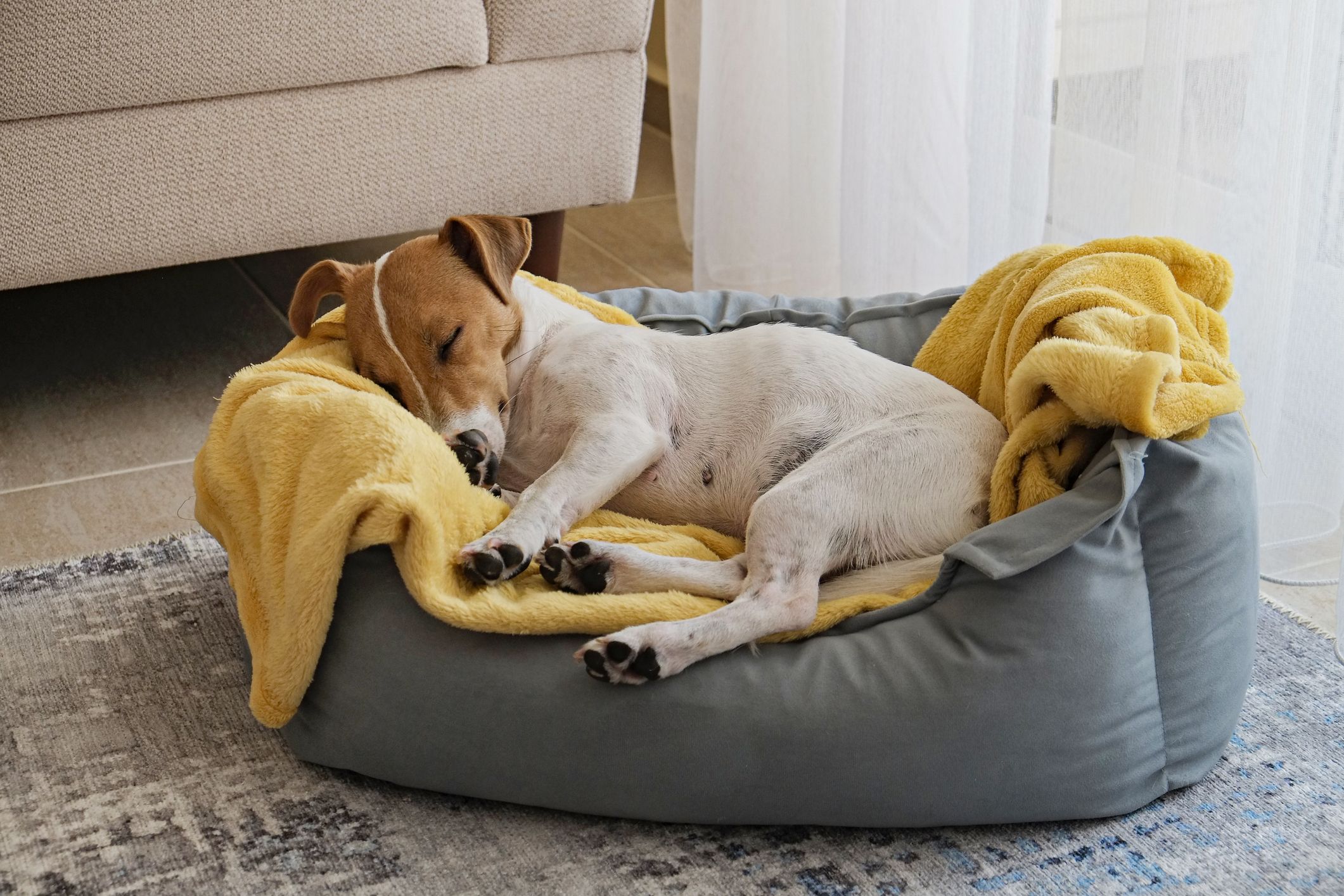 Why Is My Dog Twitching in His Sleep? - Whole Dog Journal