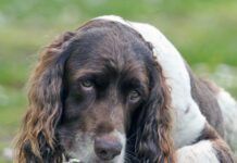 A cute English Springer Spaniel Dog, lying down in a field licking his paw surrounded by daisy flowers.