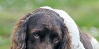 A cute English Springer Spaniel Dog, lying down in a field licking his paw surrounded by daisy flowers.