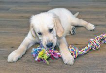 Male golden retriever puppy playing with a rope on modern vinyl panels in the living room of the house.