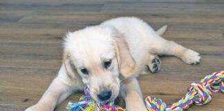 Male golden retriever puppy playing with a rope on modern vinyl panels in the living room of the house.