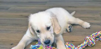 Male golden retriever puppy playing with a rope on modern vinyl panels in the living room of the house.