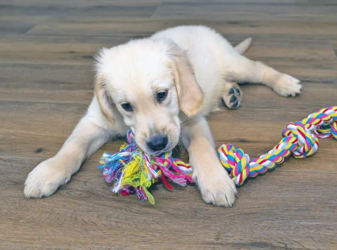 Male golden retriever puppy playing with a rope on modern vinyl panels in the living room of the house.