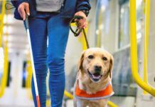 Guide dog leads a blind person through the train compartment