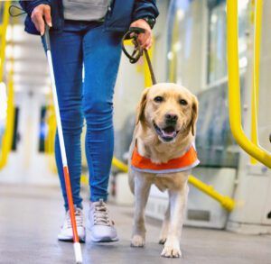 Guide dog leads a blind person through the train compartment