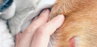 Hand inspecting dog with wound on shoulder hitting an object.