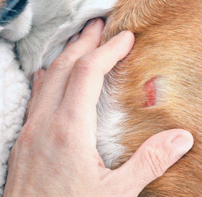 Hand inspecting dog with wound on shoulder hitting an object.